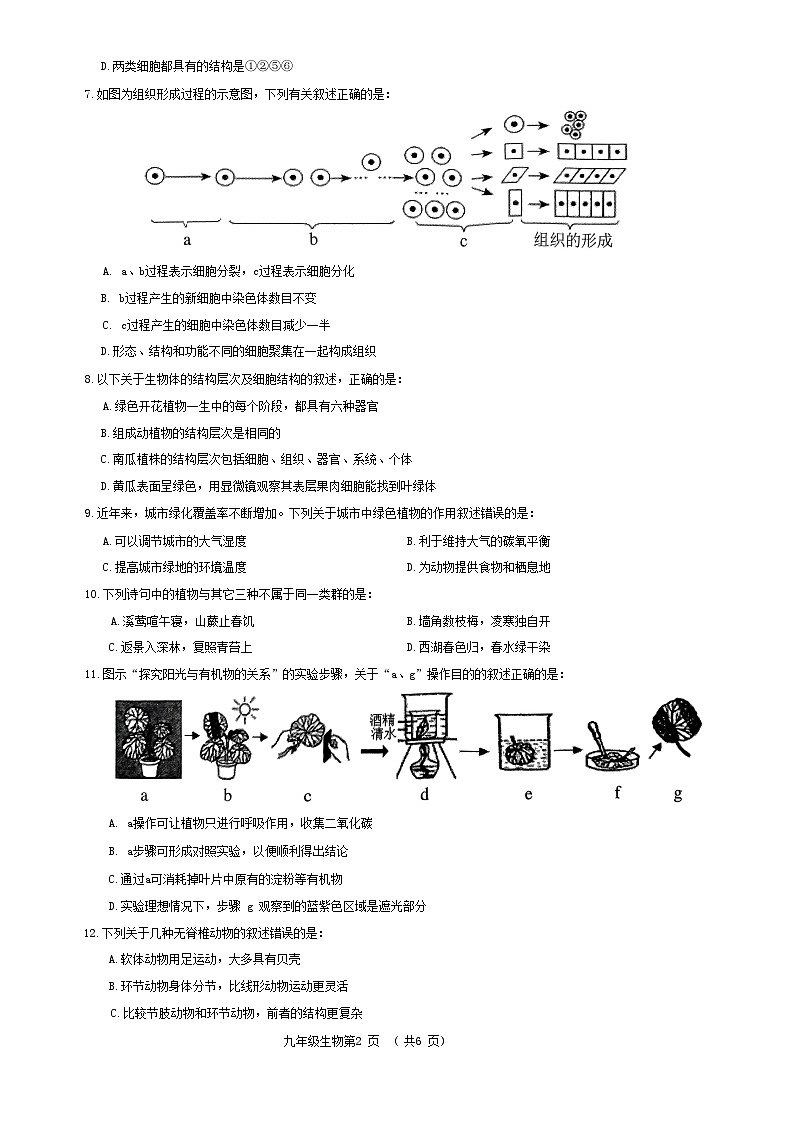山东省菏泽市曹县2024-2025学年九年级上学期11月期中考试生物试题02