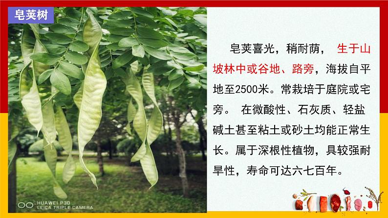人教版(2024)七年级生物上册第一单元1.1观察周边环境中的生物精品ppt课件第4页