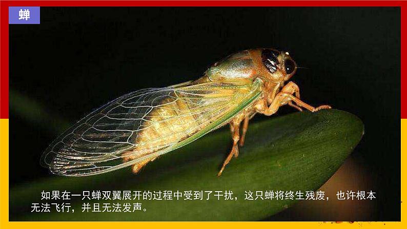 人教版(2024)七年级生物上册第一单元1.1观察周边环境中的生物精品ppt课件第6页
