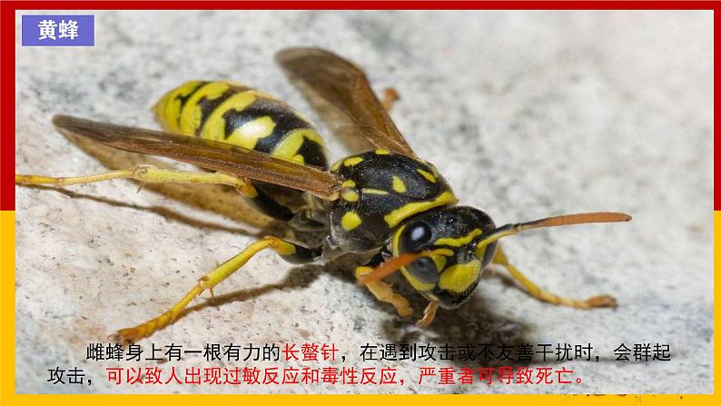 人教版(2024)七年级生物上册第一单元1.1观察周边环境中的生物精品ppt课件第7页