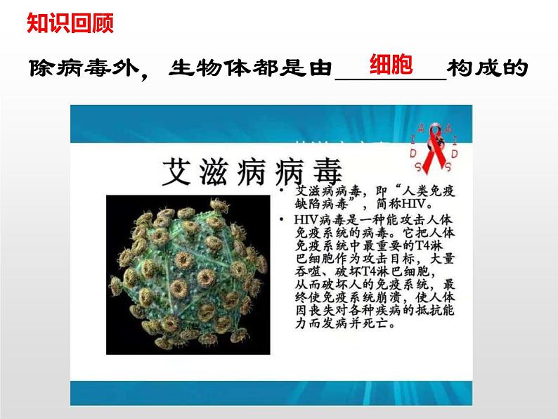 人教版(2024)七年级生物上册第一单元2.1学习使用显微镜精品ppt课件03