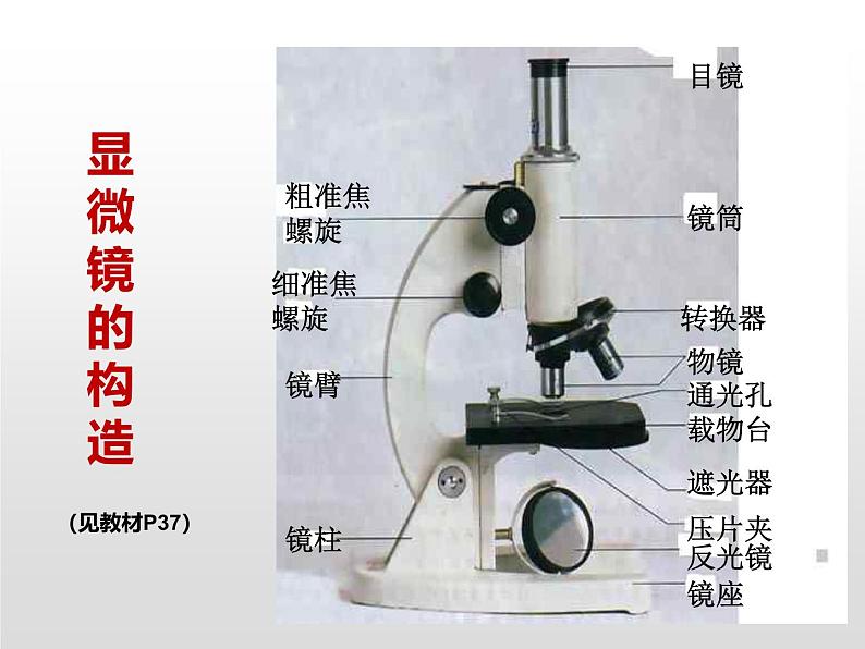 人教版(2024)七年级生物上册第一单元2.1学习使用显微镜精品ppt课件06