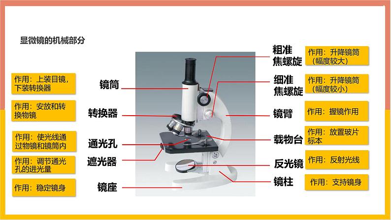 人教版(2024)七年级生物上册第一单元2.1学习使用显微镜课件第4页