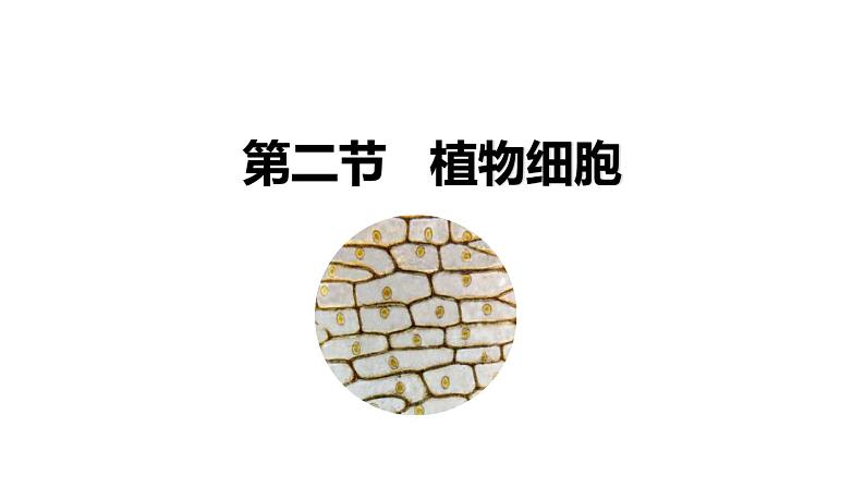 人教版(2024)七年级生物上册第一单元2.2植物细胞ppt课件01