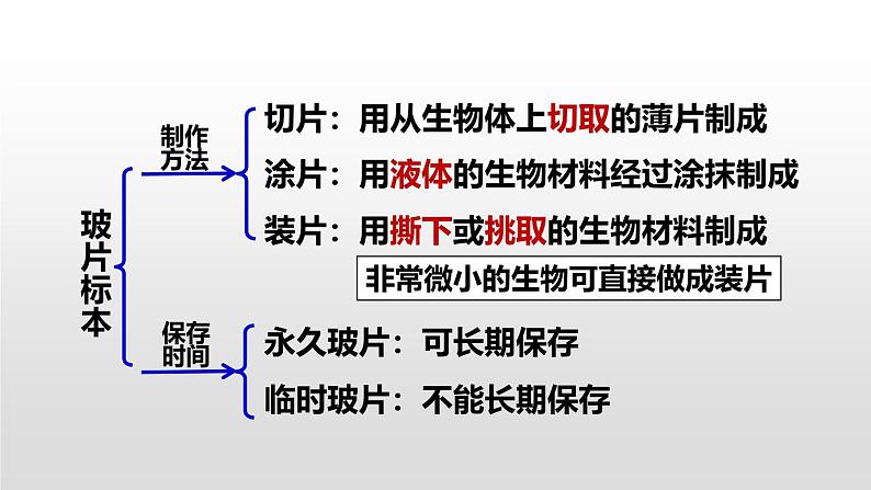 人教版(2024)七年级生物上册第一单元2.2植物细胞ppt课件06