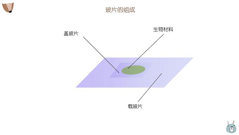 人教版(2024)七年级生物上册第一单元2.2植物细胞课件04