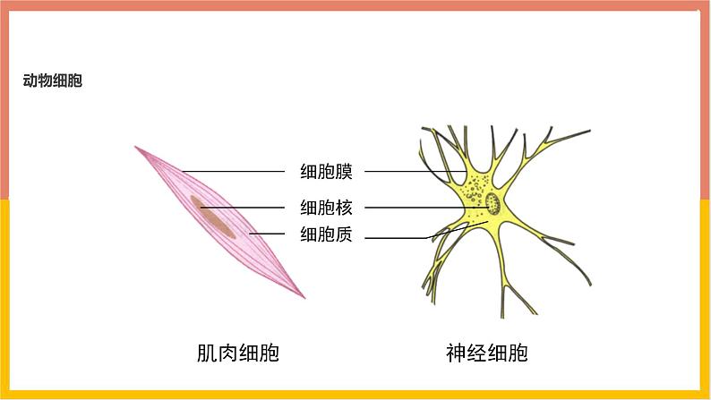 人教版(2024)七年级生物上册第一单元2.3动物细胞课件ppt05
