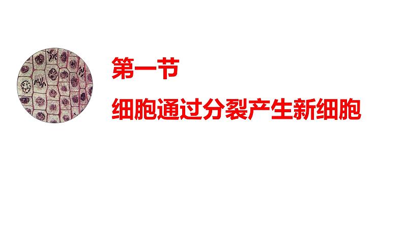 人教版(2024)七年级生物上册第一单元3.1细胞通过分裂产生新细胞ppt课件第1页