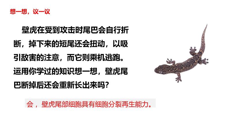 人教版(2024)七年级生物上册第一单元3.1细胞通过分裂产生新细胞ppt课件第4页