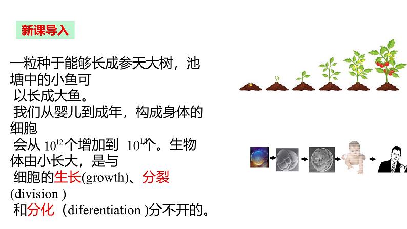 人教版(2024)七年级生物上册第一单元3.1细胞通过分裂产生新细胞ppt课件第5页