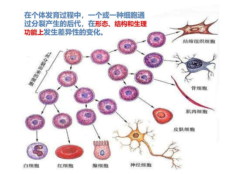 人教版(2024)七年级生物上册第一单元3.2动物体的结构层次ppt课件第6页