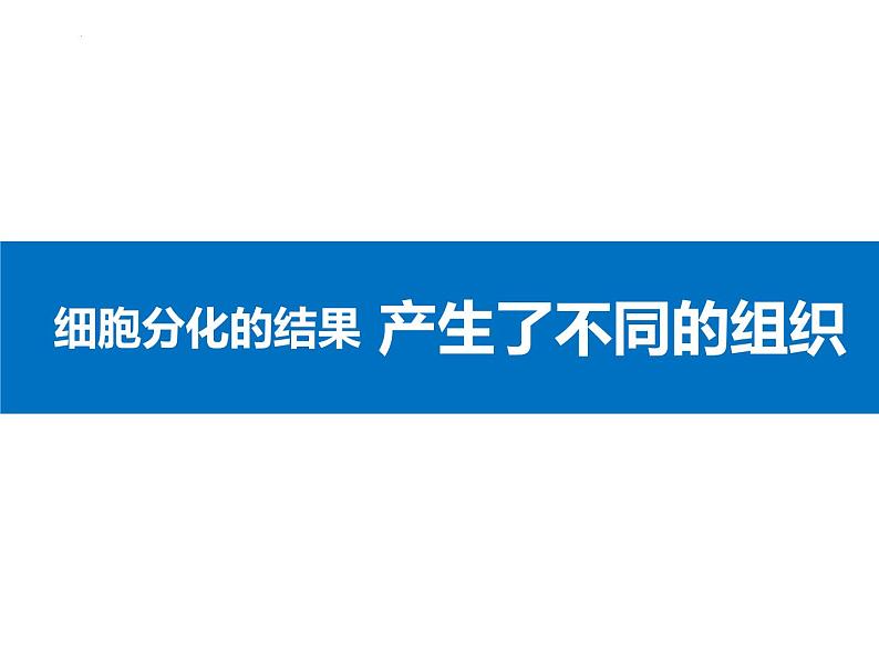人教版(2024)七年级生物上册第一单元3.2动物体的结构层次ppt课件第8页