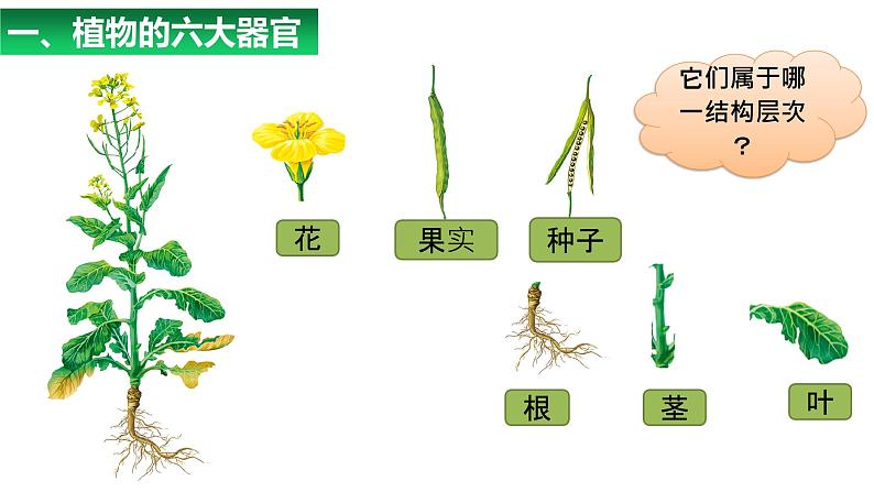 人教版(2024)七年级生物上册第一单元3.3植物体的结构层次ppt精品课件03
