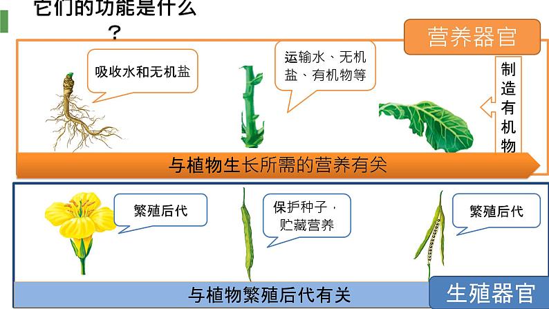 人教版(2024)七年级生物上册第一单元3.3植物体的结构层次ppt精品课件04