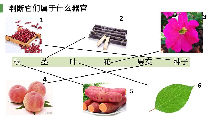 人教版(2024)七年级生物上册第一单元3.3植物体的结构层次ppt精品课件05