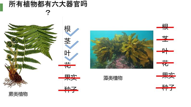 人教版(2024)七年级生物上册第一单元3.3植物体的结构层次ppt精品课件06