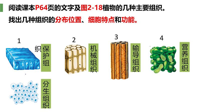 人教版(2024)七年级生物上册第一单元3.3植物体的结构层次ppt精品课件08