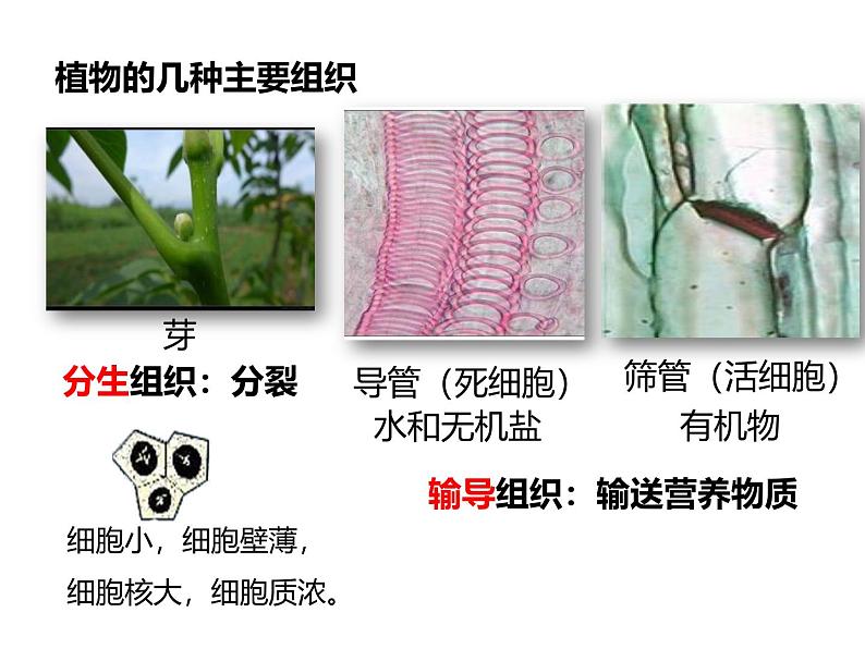 人教版(2024)七年级生物上册第一单元3.3植物体的结构层次ppt课件第6页