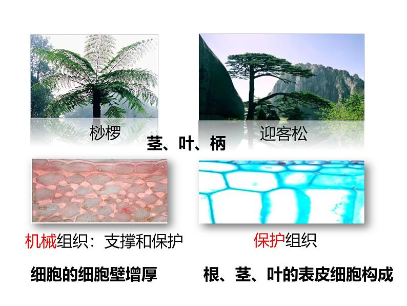 人教版(2024)七年级生物上册第一单元3.3植物体的结构层次ppt课件第7页
