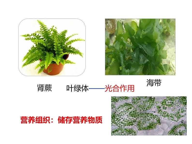 人教版(2024)七年级生物上册第一单元3.3植物体的结构层次ppt课件第8页
