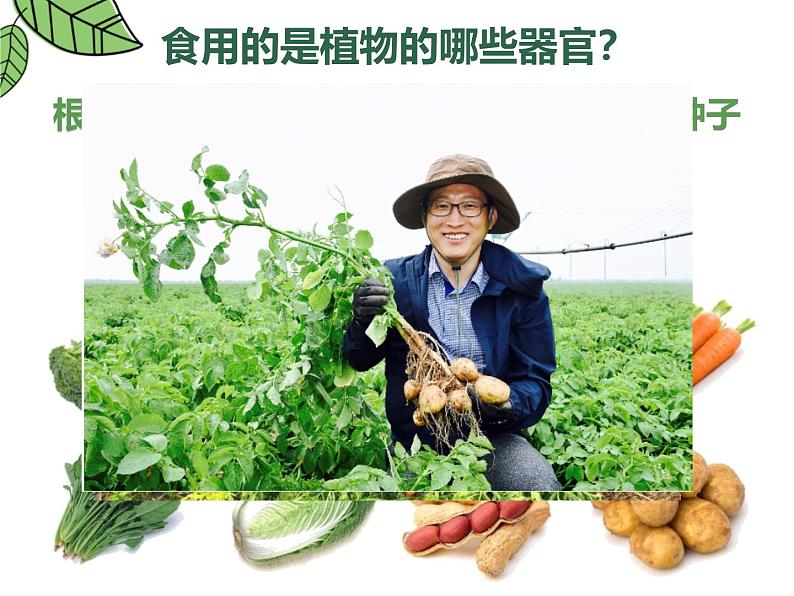 人教版(2024)七年级生物上册第一单元3.3植物体的结构层次精品ppt课件第8页