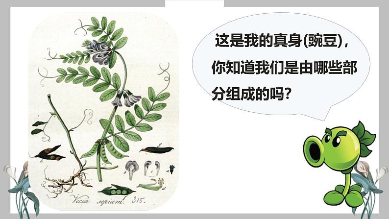 人教版(2024)七年级生物上册第一单元3.3植物体的结构层次精品课件第3页