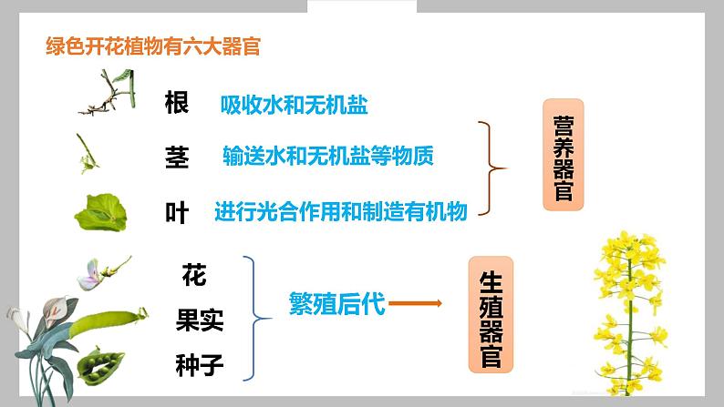 人教版(2024)七年级生物上册第一单元3.3植物体的结构层次精品课件第6页