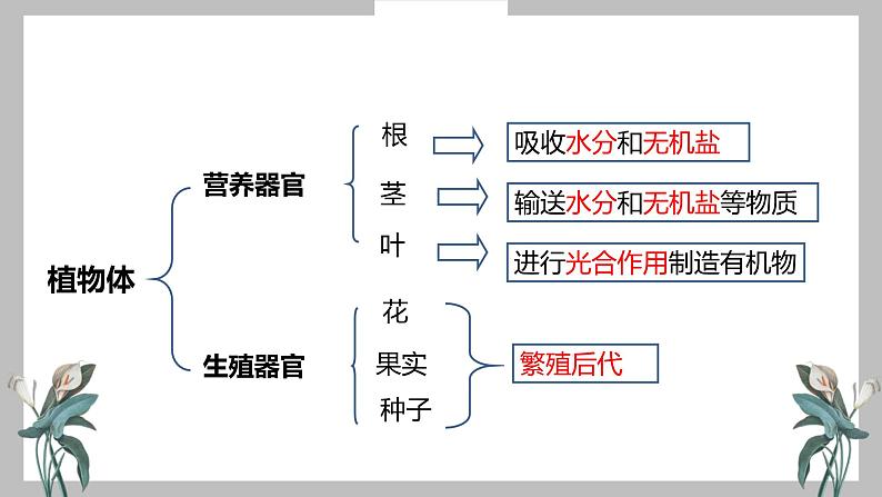 人教版(2024)七年级生物上册第一单元3.3植物体的结构层次精品课件第8页