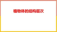 生物七年级上册（2024）第三节 植物体的结构层次课文ppt课件