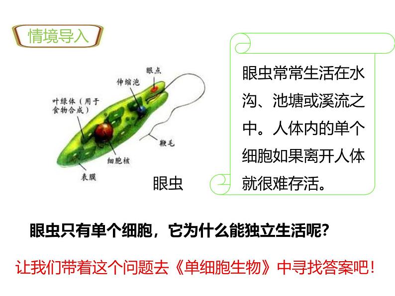 人教版(2024)七年级生物上册第一单元3.4单细胞生物ppt课件第2页
