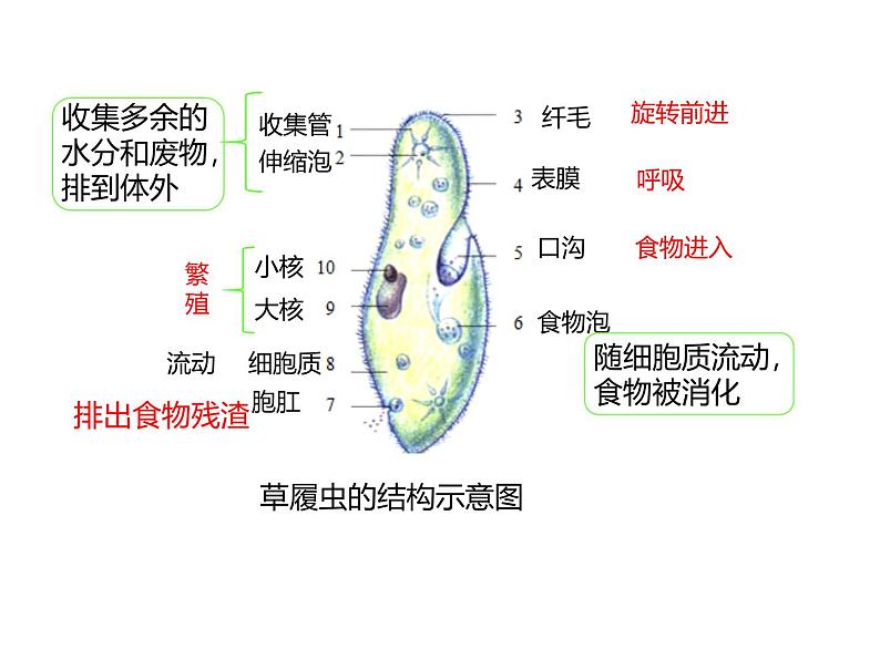 人教版(2024)七年级生物上册第一单元3.4单细胞生物ppt课件第8页