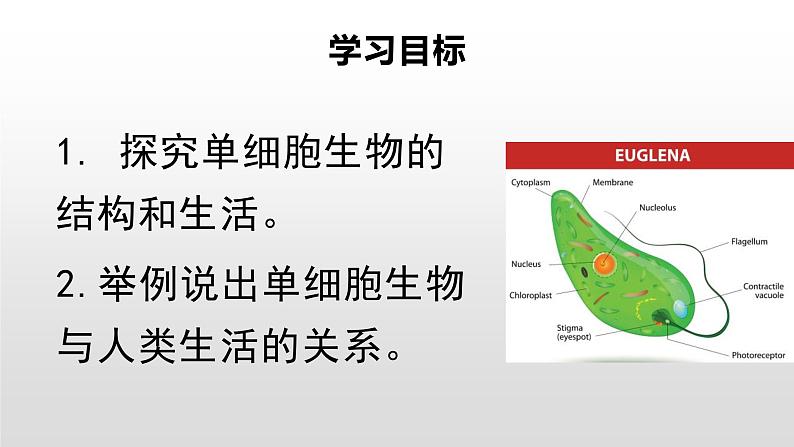 人教版(2024)七年级生物上册第一单元3.4单细胞生物精品课件第3页