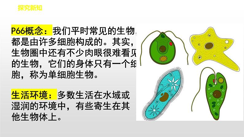 人教版(2024)七年级生物上册第一单元3.4单细胞生物精品课件第5页