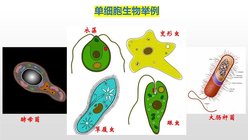 人教版(2024)七年级生物上册第一单元3.4单细胞生物精品课件第6页