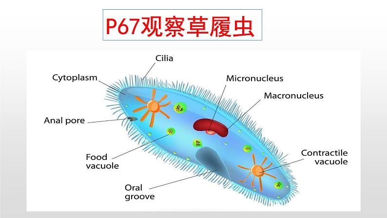 人教版(2024)七年级生物上册第一单元3.4单细胞生物精品课件第7页