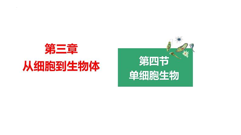人教版(2024)七年级生物上册第一单元3.4单细胞生物课件ppt第1页