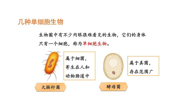 人教版(2024)七年级生物上册第一单元3.4单细胞生物课件ppt第4页