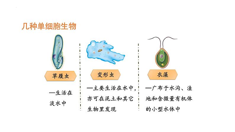 人教版(2024)七年级生物上册第一单元3.4单细胞生物课件ppt第5页