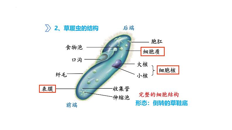人教版(2024)七年级生物上册第一单元3.4单细胞生物课件ppt第7页