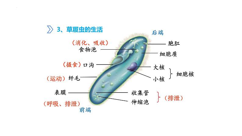 人教版(2024)七年级生物上册第一单元3.4单细胞生物课件ppt第8页