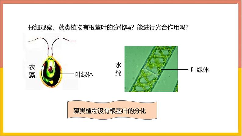 人教版(2024)七年级生物上册第二单元1.1藻类、苔藓和蕨类ppt课件05
