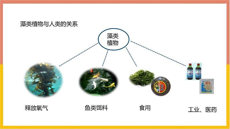 人教版(2024)七年级生物上册第二单元1.1藻类、苔藓和蕨类ppt课件06