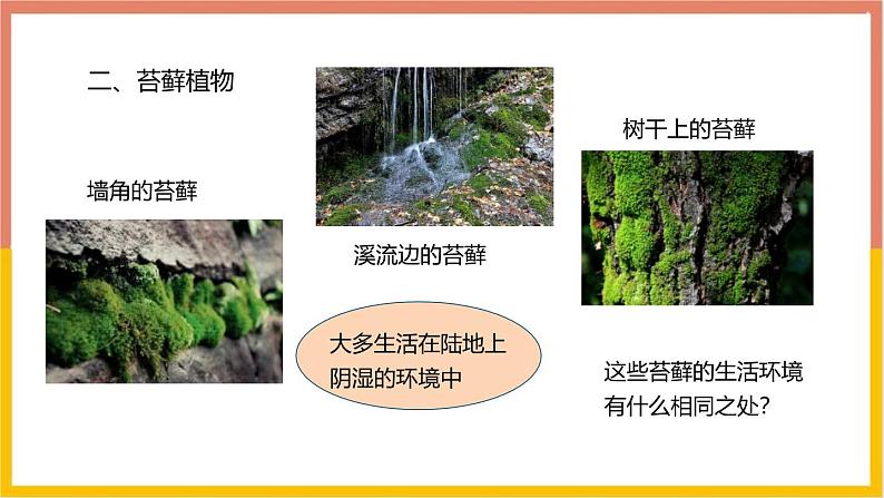人教版(2024)七年级生物上册第二单元1.1藻类、苔藓和蕨类ppt课件07