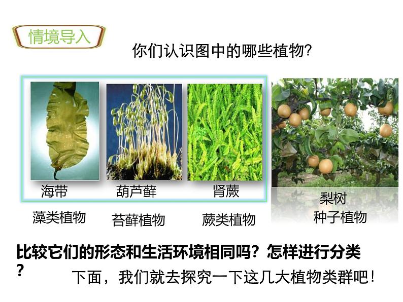 人教版(2024)七年级生物上册第二单元1.1藻类、苔藓和蕨类精品ppt课件第2页