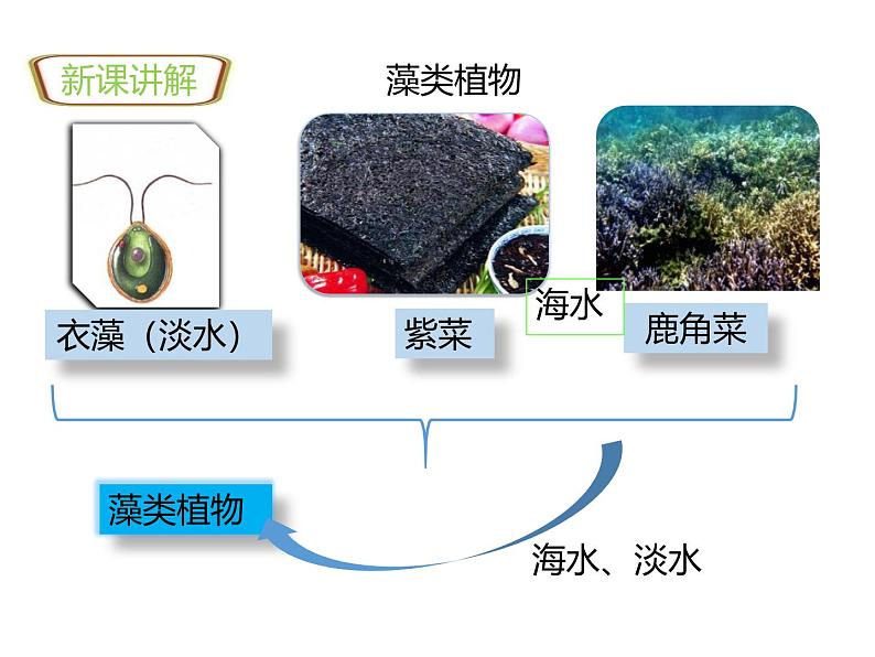 人教版(2024)七年级生物上册第二单元1.1藻类、苔藓和蕨类精品ppt课件第3页