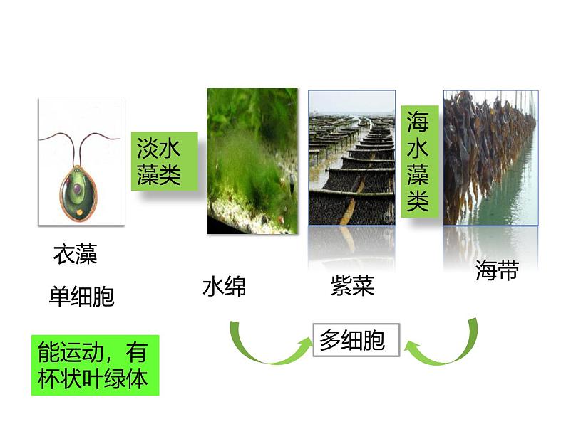 人教版(2024)七年级生物上册第二单元1.1藻类、苔藓和蕨类精品ppt课件第5页