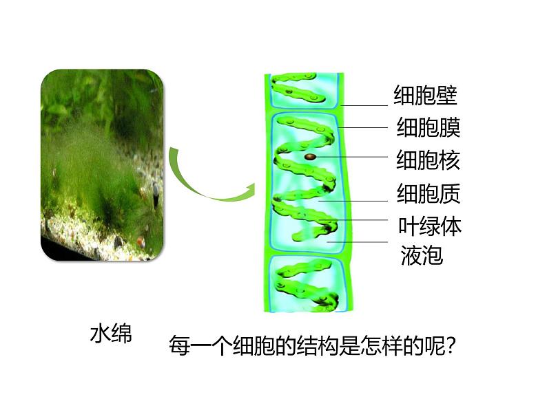 人教版(2024)七年级生物上册第二单元1.1藻类、苔藓和蕨类精品ppt课件第6页