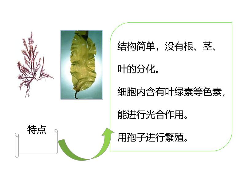 人教版(2024)七年级生物上册第二单元1.1藻类、苔藓和蕨类精品ppt课件第7页