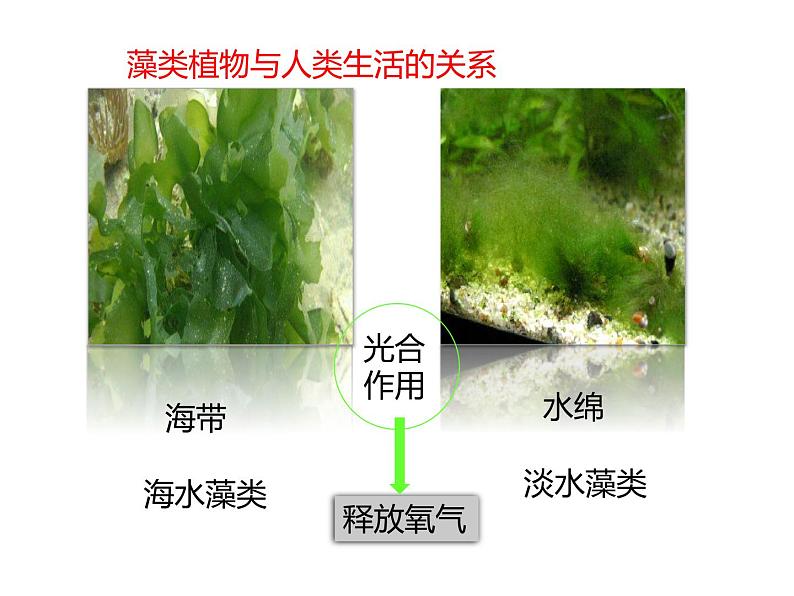 人教版(2024)七年级生物上册第二单元1.1藻类、苔藓和蕨类精品ppt课件第8页