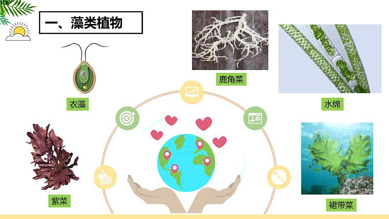 人教版(2024)七年级生物上册第二单元1.1藻类、苔藓和蕨类精品课件第8页